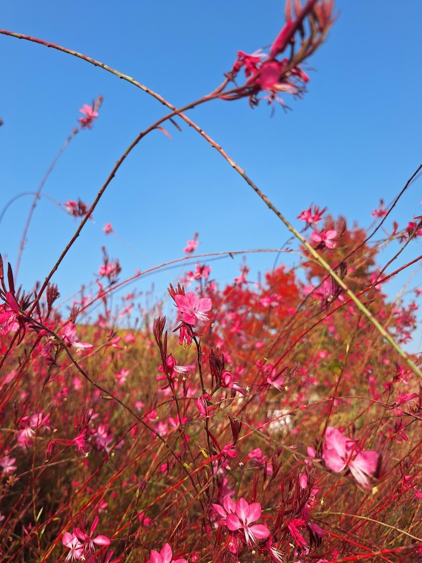 Il Respiro rosa della collina - Stefania Tromba