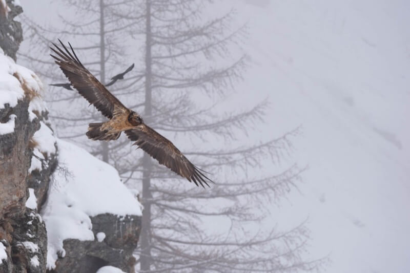 Volo in alta montagna - Salvatore Leggieri