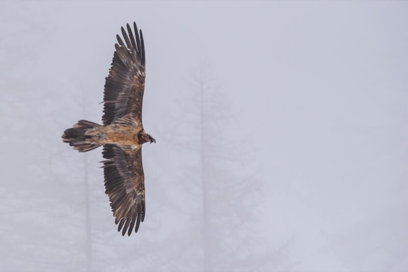 In volo nella nebbia - Salvatore Leggieri