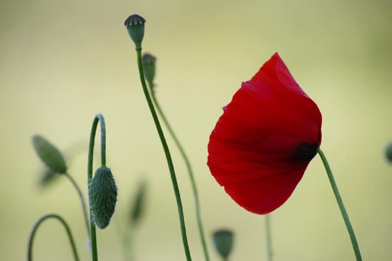 Simply Red - Maurizio Teruzzi