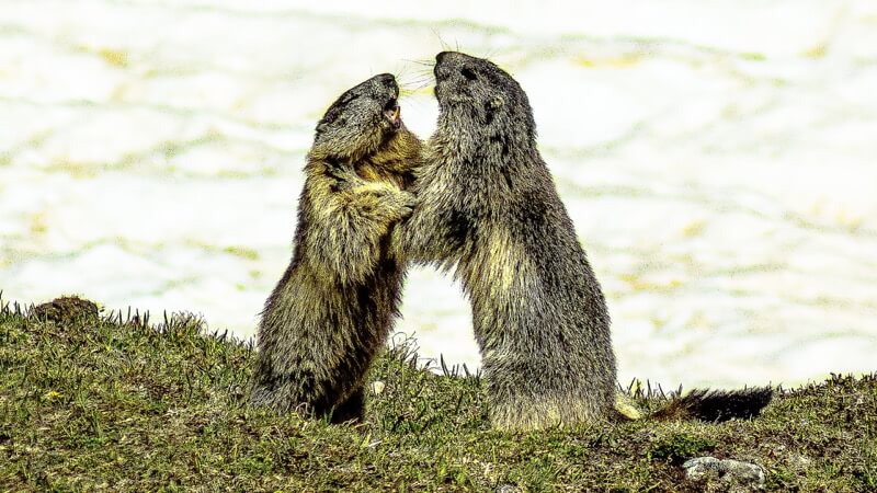 GIOVANI MARMOTTE - Giorgio Quaglia