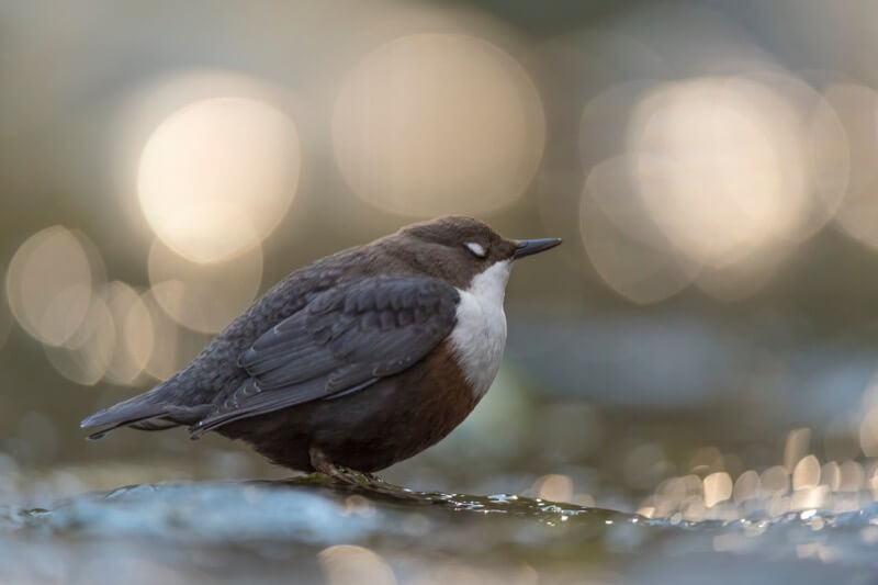 La promessa dell'alba (Cinclus cinclus) - Massimiliano manuel Paolino