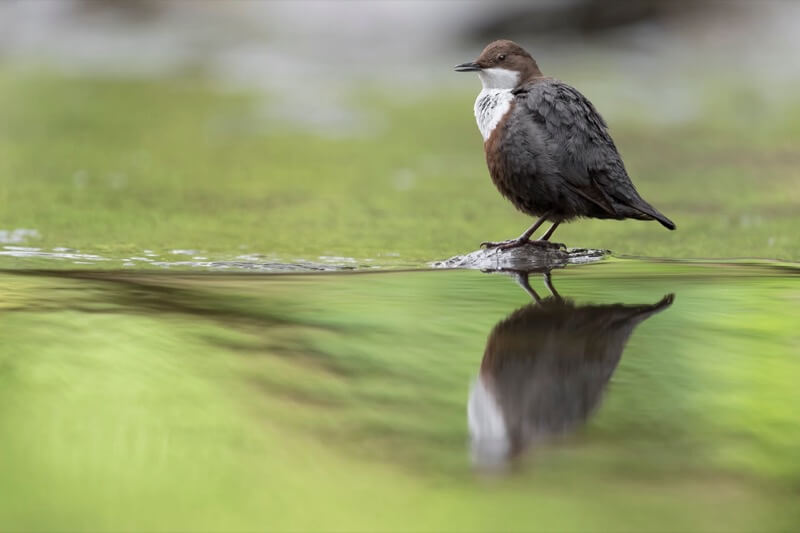 Il velo dell'acqua era come uno specchio verde (Cinclus cinclus) - Massimiliano manuel Paolino