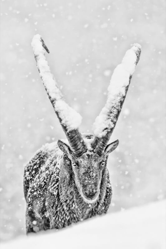 Ritratto di un re (Capra ibex) - Massimiliano manuel Paolino