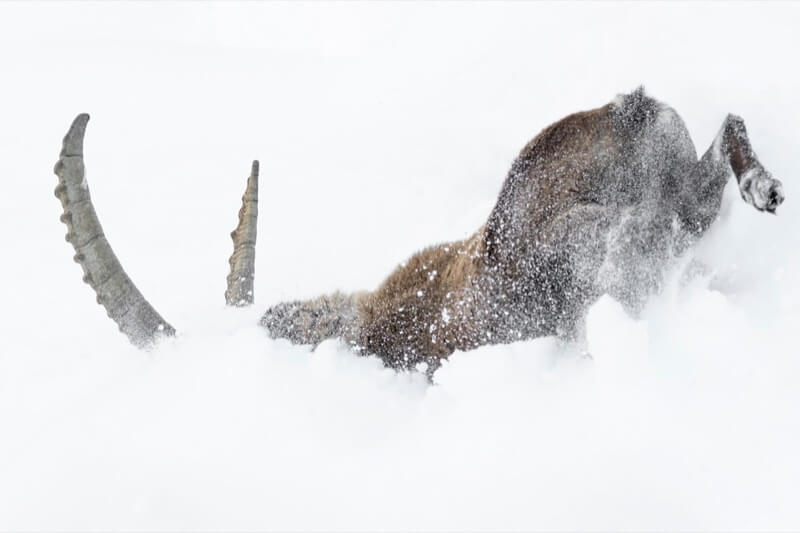 La caduta di un Re (Capra ibex) - Massimiliano manuel Paolino