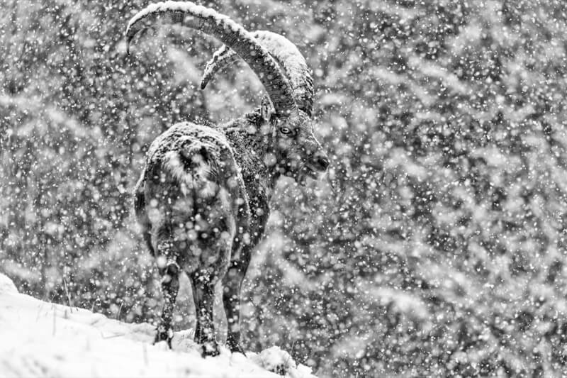 Inverno Alpino (Capra ibex) - Massimiliano manuel Paolino