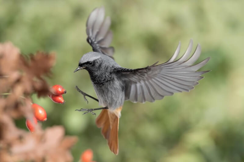 Tra le bacche di Rosa Canina (Phoenicurus ochruros) - Massimiliano manuel Paolino