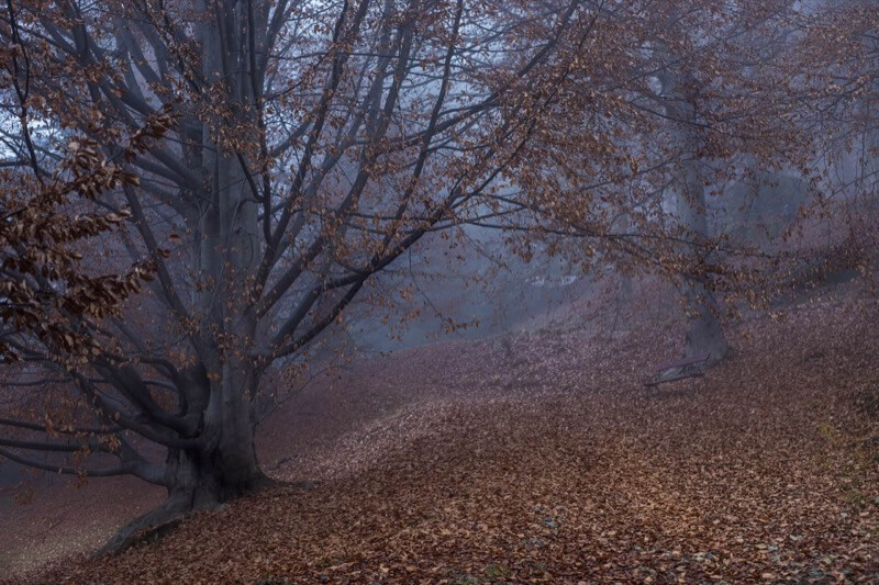 PARCO LA BURCINA DI POLLONE - Giuliana Mosca