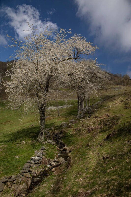 PRATETTO IN FIORE - Giuliana Mosca