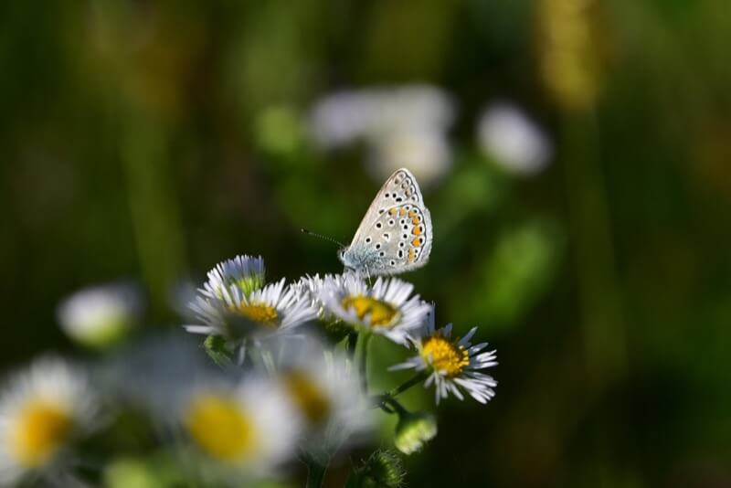 Fiori... - Marco Lattuada