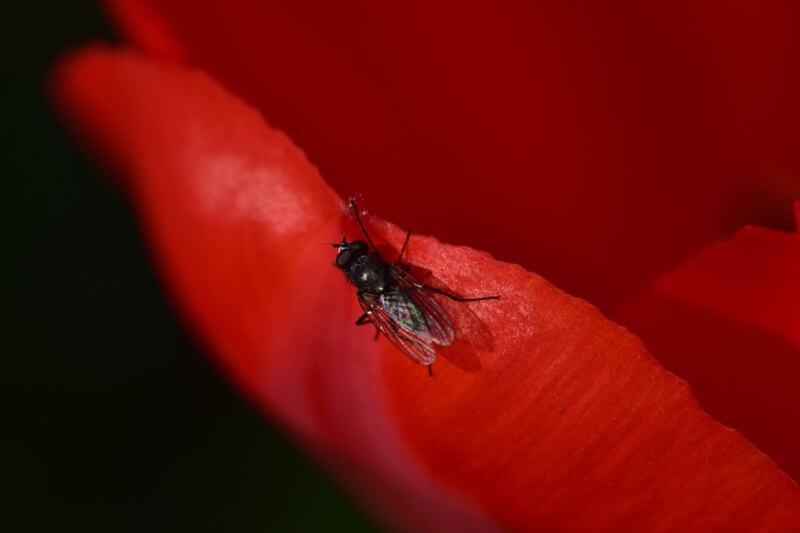 Rosso e...nero... - Marco Lattuada