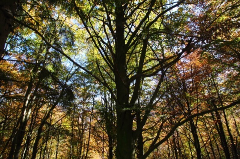 Sfumature di autunno - Elena Mosso