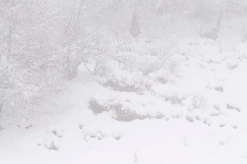 Ghost in the snow - Federico Crovetto