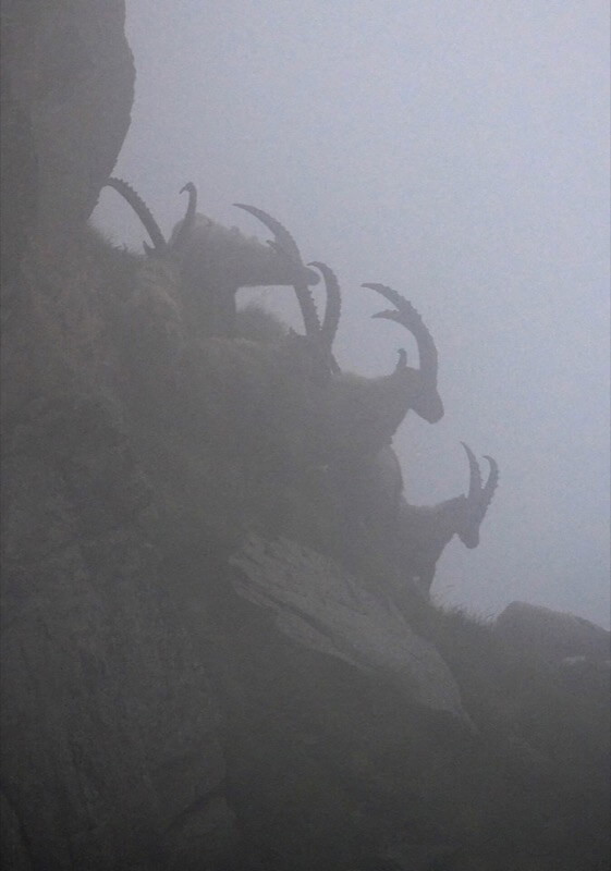Re nella nebbia - Marilina Durante
