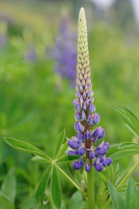 Lupinus polyphyllus 1 - Monica Abbiatico