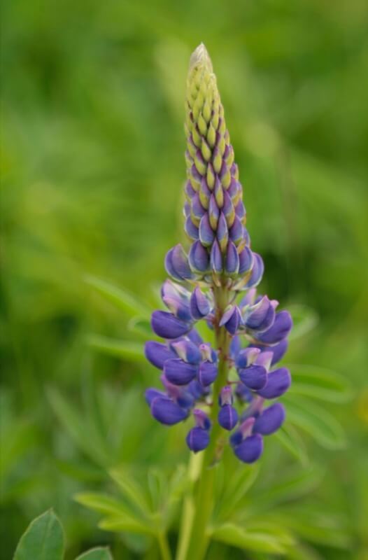 Lupinus polyphyllus 2 - Monica Abbiatico