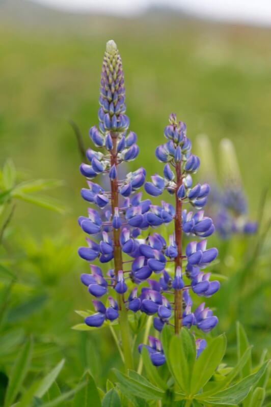 Lupinus polyphyllus 3 - Monica Abbiatico