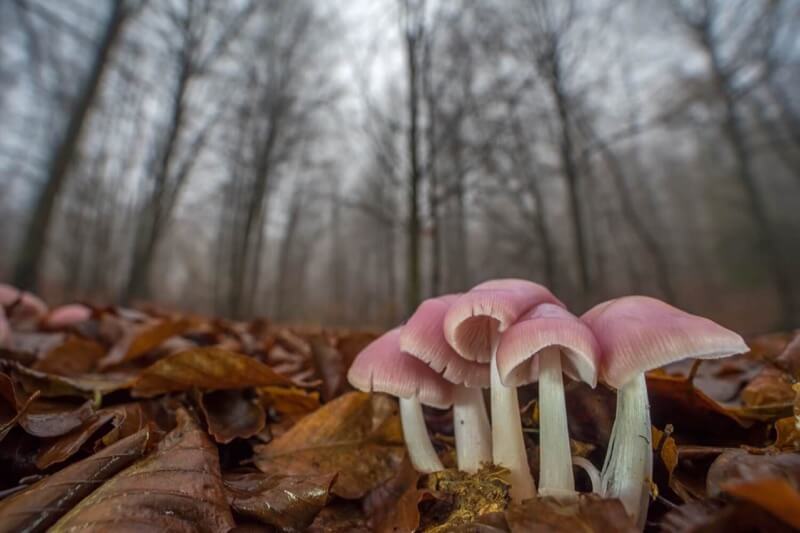 Pink in the fog - Marco Bertolini