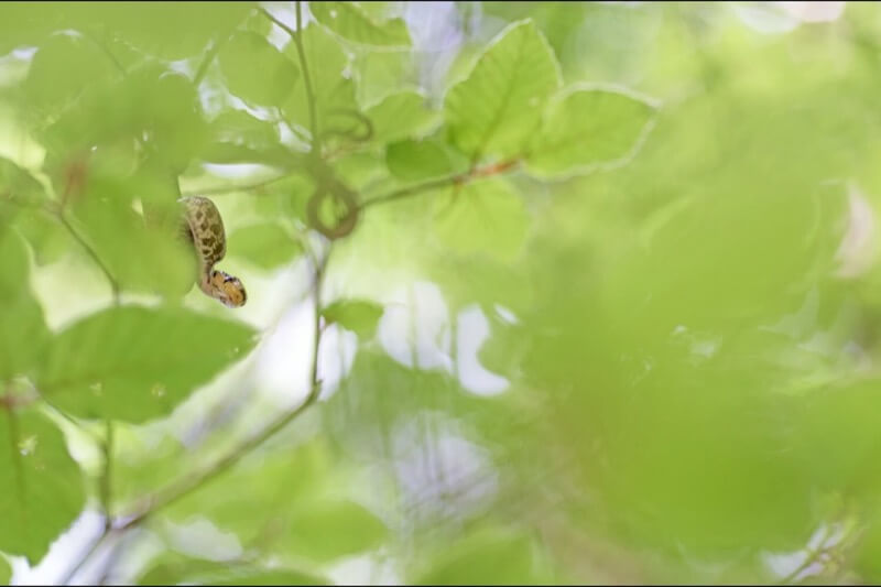 Hidden among the leaves - Marco Bertolini