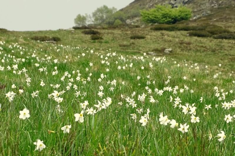 UN MARE DI NARCISI - Tiziana Girante