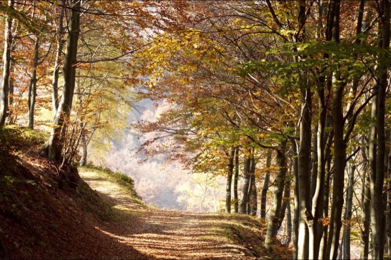 Bosco del Sorriso - Chiara Stringhetta