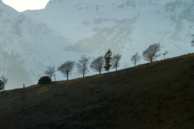 Alberi su un pendio - Hans Schuurmans