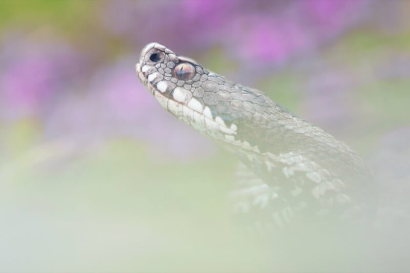 Vipera walser portrait - Gabriele Motta