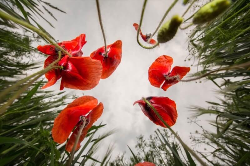 UPSIDE DOWN - Davide Casazza