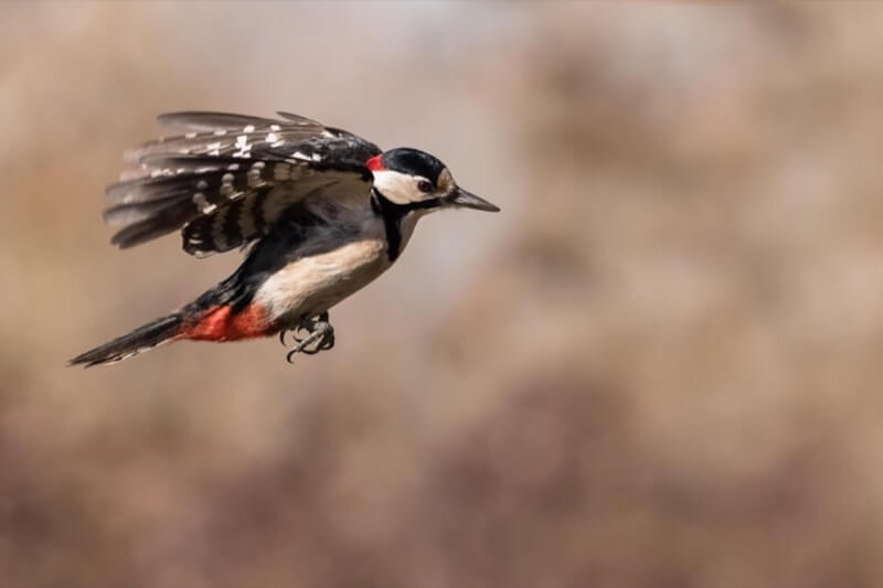 i believe i can fly - Andrea Greppi