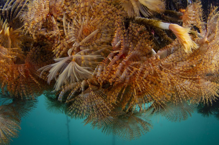 Foreste Marine Animali - Emilio Mancuso