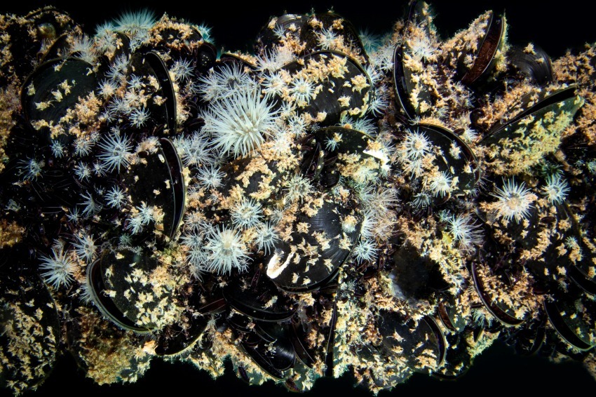 Foreste Marine coltivate - Emilio Mancuso
